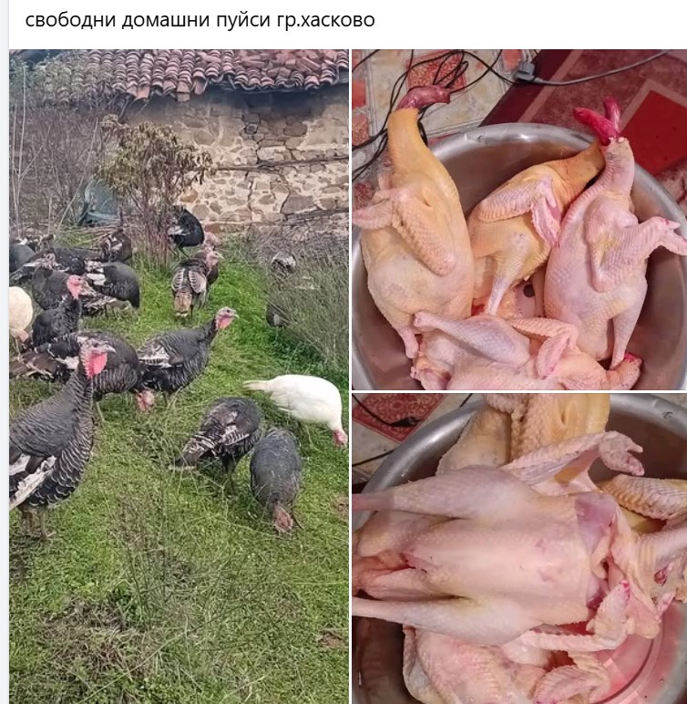 свободни пуйки хасково