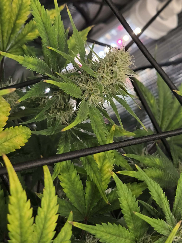 Messenger creation 1A51C16E 45F1 46CA 96EE 281C32E60579