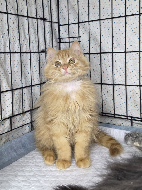 Нафаня, Шуша и Плюша