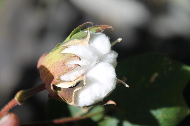 cotton