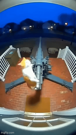 IMG-7419.gif