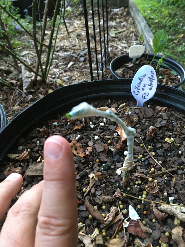 ECB40471-4944-4C9E-B263-E47D2D29404A