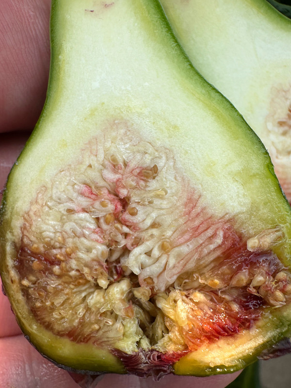 figs-88.jpg