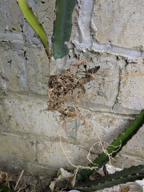 dragon-fruit-cutting-with-root.jpg