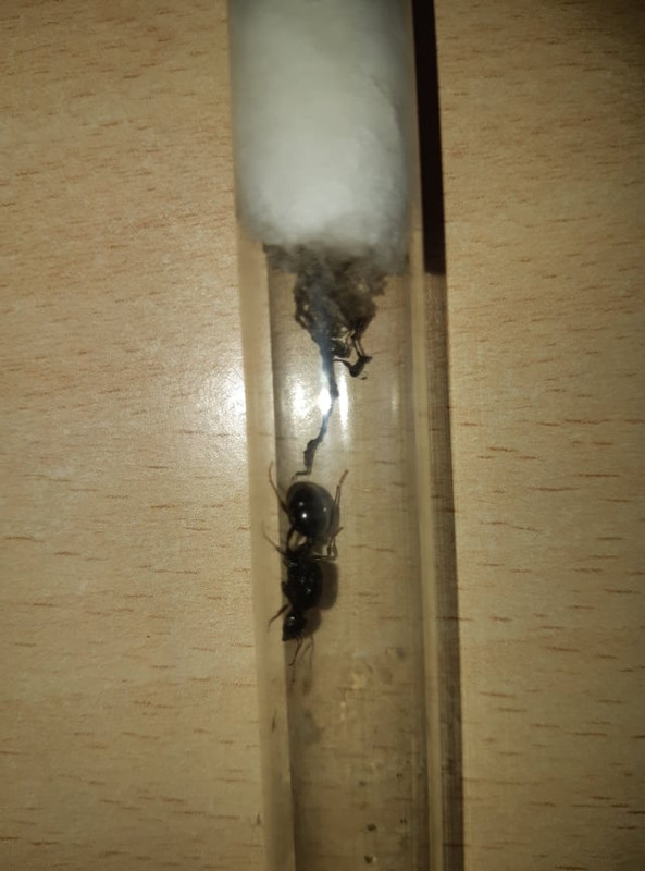 45393974_543969046029004_4729710388281606144_n