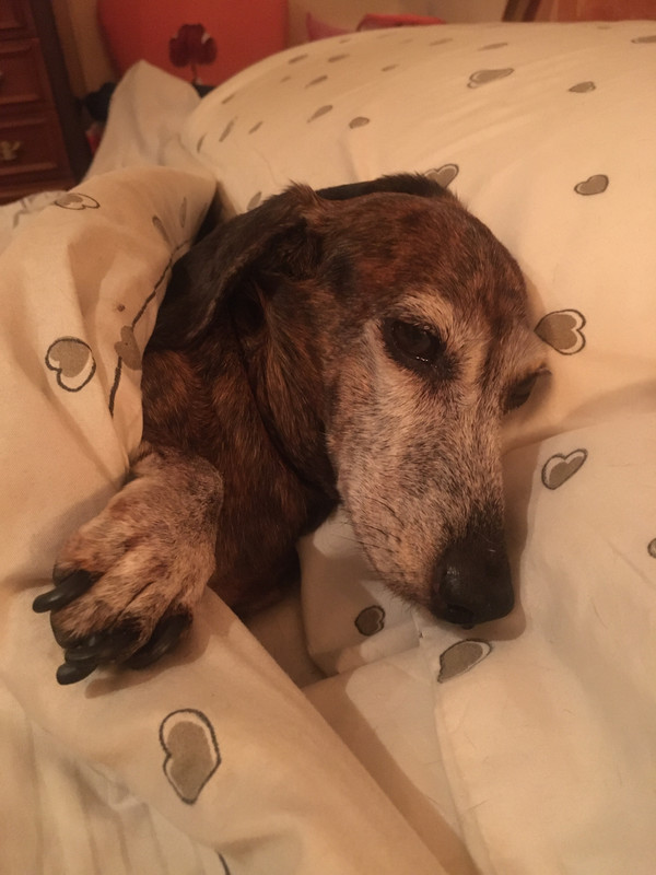 [Image: 1-DB4129-E-FDBF-4-EB6-868-C-AEC139-F5-ACCA.jpg]