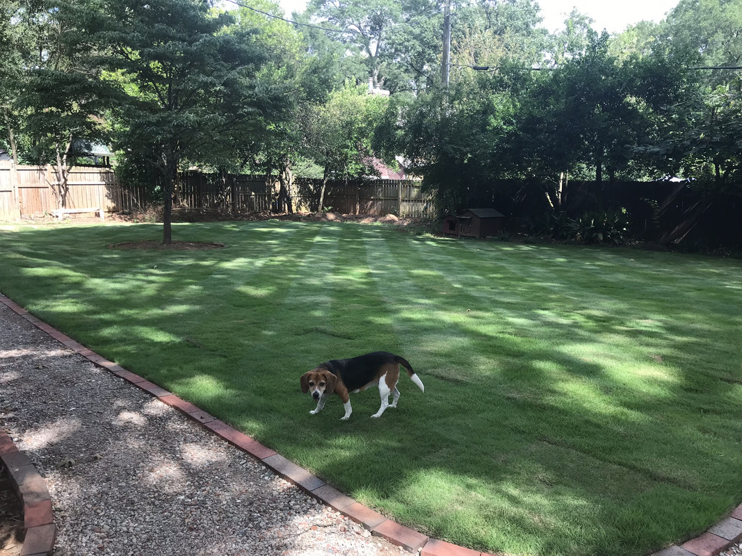 Zoysia Shade Tolerance Page 2 Lawn Care Forum