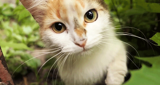 cattap8ef8c7b2c30d751e72118050919.gif