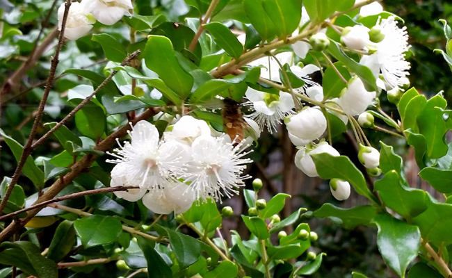 [Image: luma-apiculata-fleur-181315myrte-du-chil...rrayan.jpg]