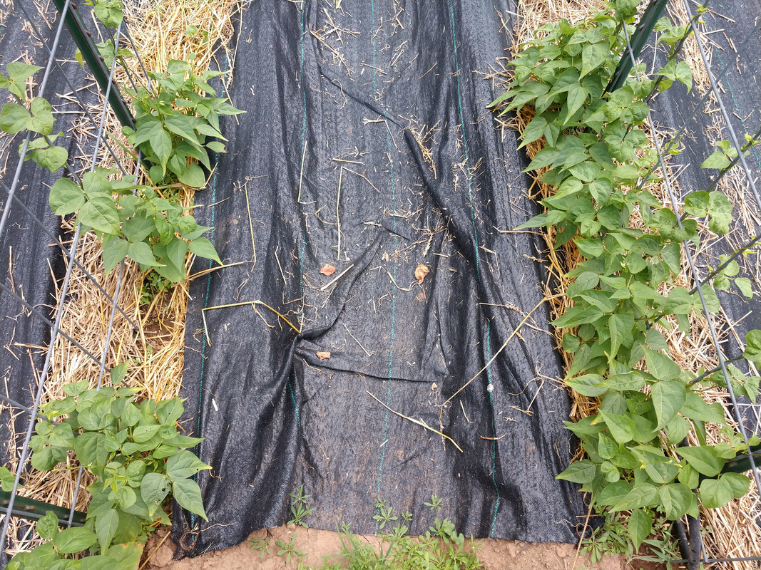 R34 Oaxacan Cream IMG_20200706_162400269