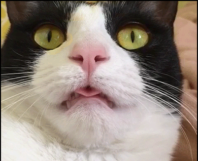 Funny-Cat-GIF-BLEP-cat-sticking-his-tongue-out-He-s-depressed-doing-nothing-day-after-days-ok.gif