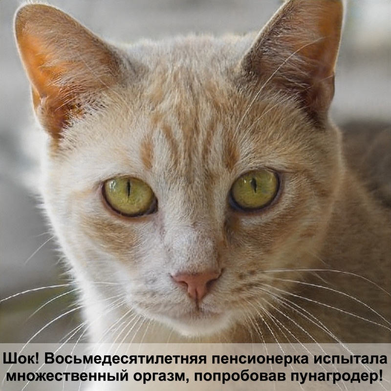 картинки злых кошек