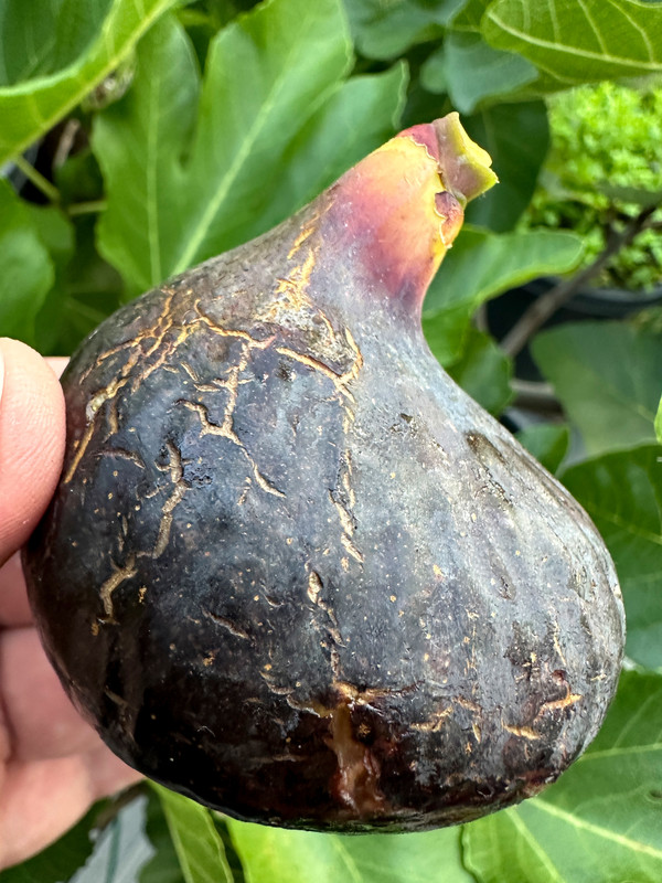 figs-315.jpg