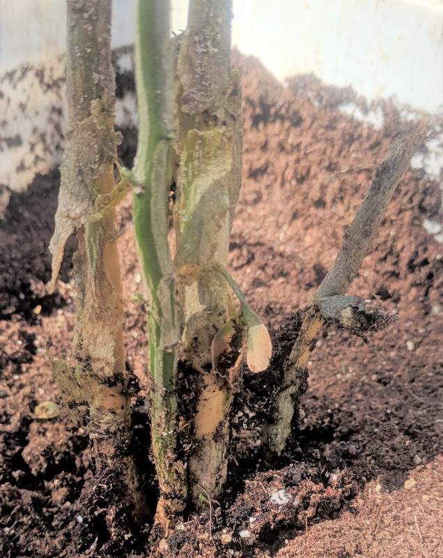 pseudoponcirus