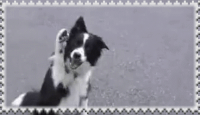 bordercollie