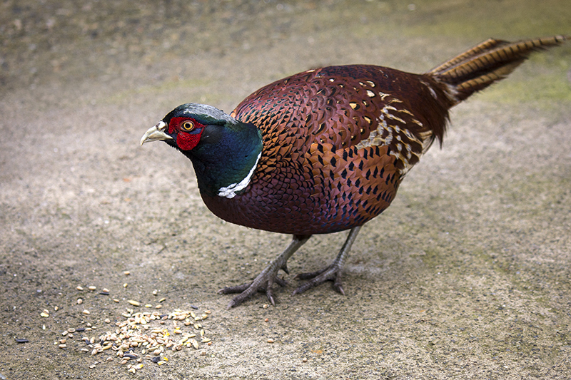 Pheasant-800px.jpg