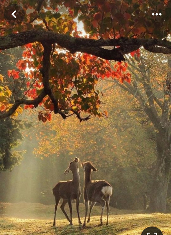 Screenshot_20240320_230655_Pinterest