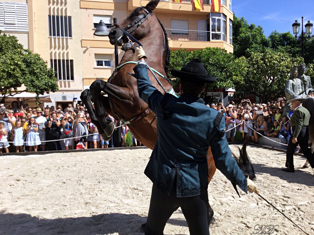 animals-spanish-horses-HD.jpg