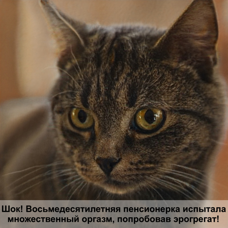 болезни кошек