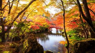 Thơ hoạ Nguyễn Thành Sáng & Tam Muội (1181) Autumn-park-in-Fushimi-Ward-Japan-4-K-Ultra-HD-Wallpaper-for-Desk