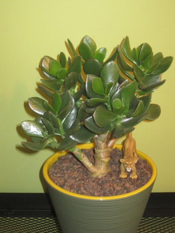 23.12.2022 Г. пересадила Паллиду