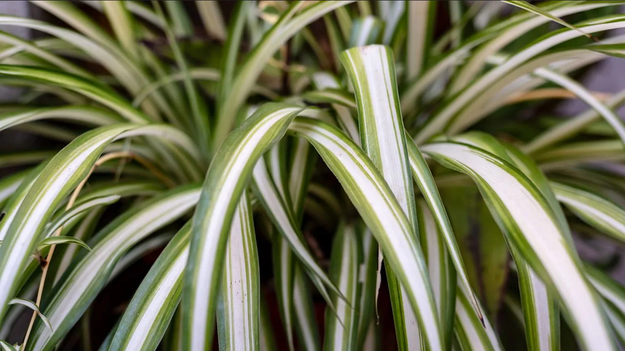 ¿Qué plantas gigantes atraen riqueza y abundancia, según el Feng Shui?