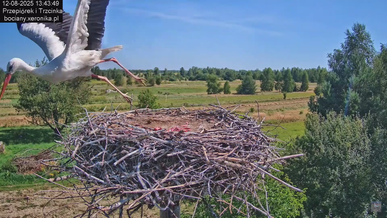 12082025bociany21