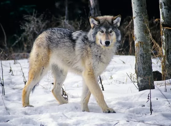 [Image: predators-facts-with-pictures-6705-3-1674759097.webp]