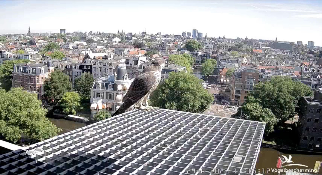 amsterdam - Amsterdam/Rijksmuseum screenshots © Beleef de Lente/Vogelbescherming Nederland - Pagina 34 Video-2022-06-29-111950-Moment