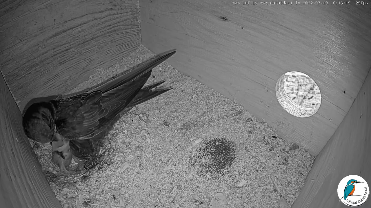 Svīre (Apus apus) Cēsu pils - LDF tiešraide _ Būris 13-20-0 screenshot