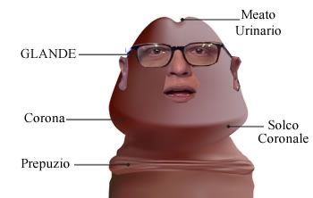 glande-anatomia-orig.png