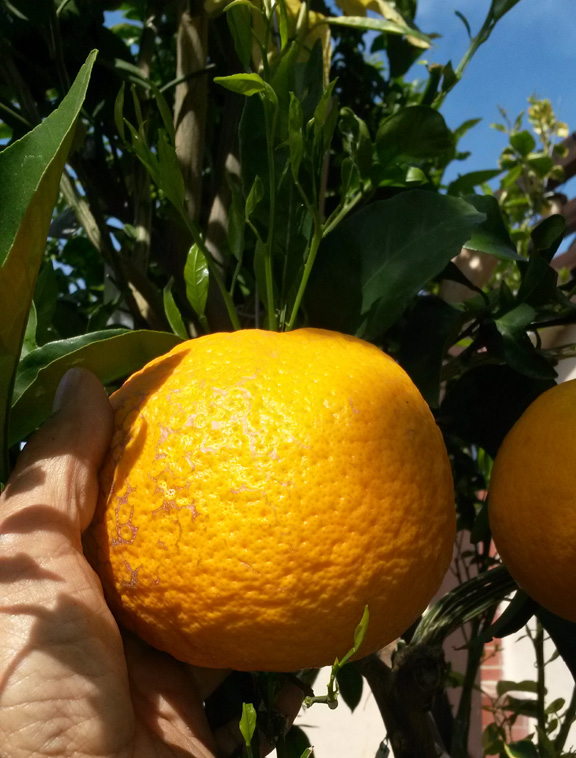 Kiyomi-Tangor (VI-461)7