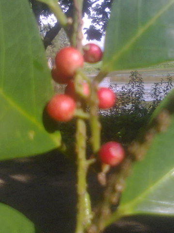 Photo0067_001