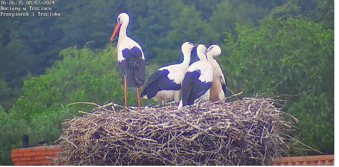 cosiemnietakczepiasz