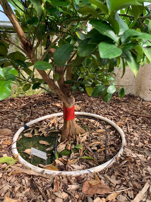 fukushu_tanglefoot_band