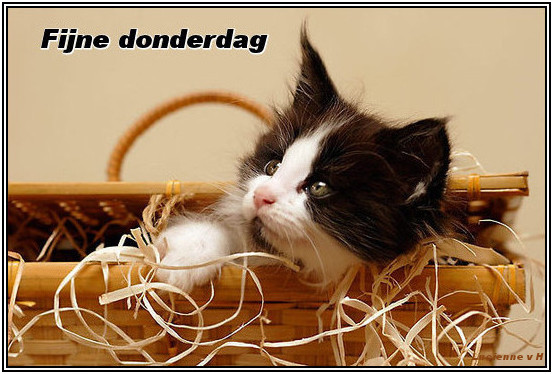 Welkom bij Albert