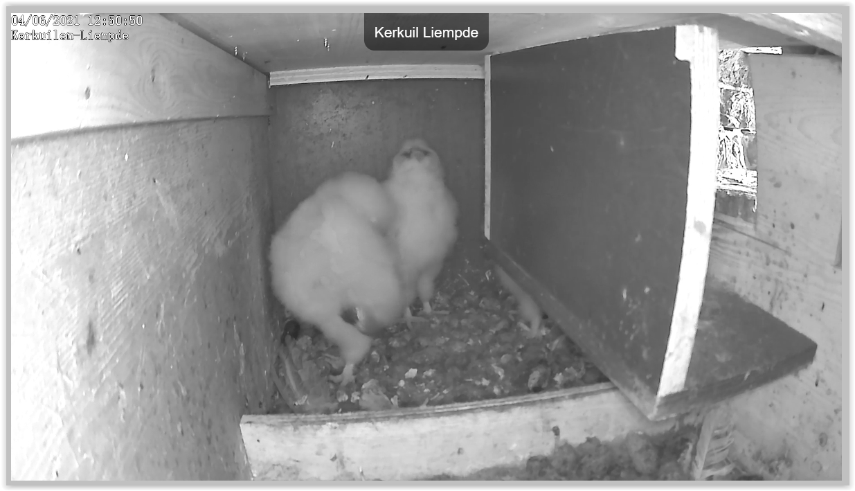 Screen Shot 06-04-21 at 12.51 PM