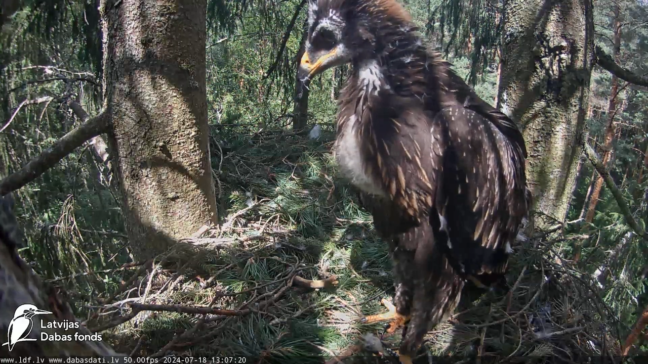 Mazais ērglis (Clanga pomarina), ligzda eglē __ Lesser spotted eagle in spruce, Zemgale, Latvia 13-4