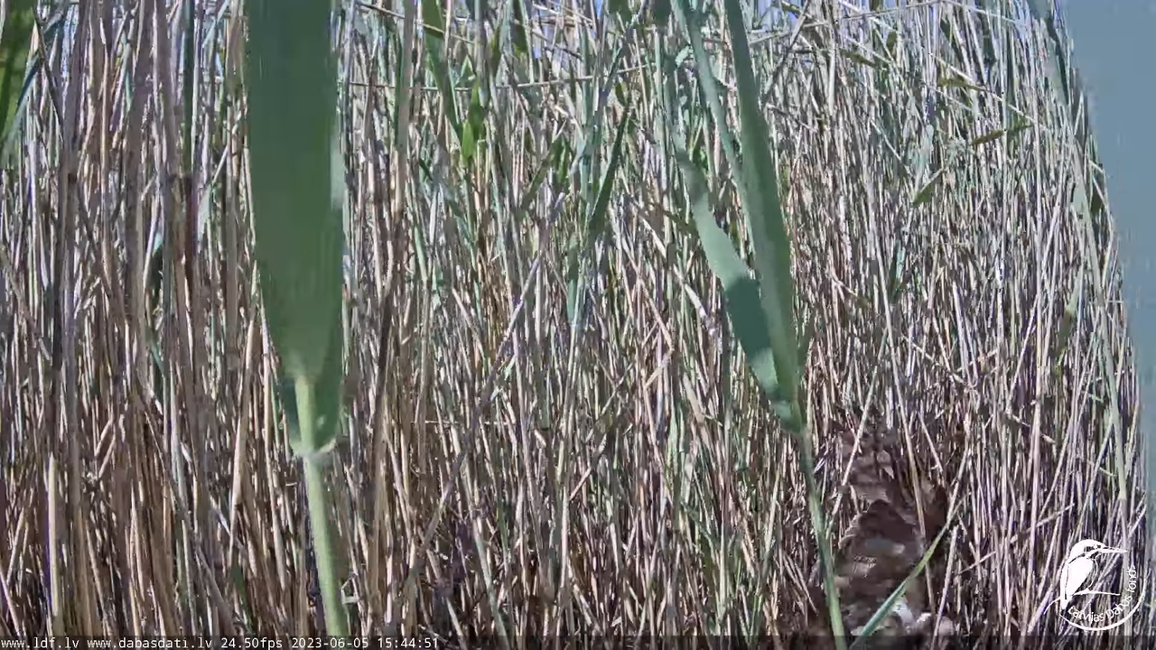 Lielais dumpis (Botaurus stellaris) Engurē - LDF tiešraide 18-19-50 screenshot