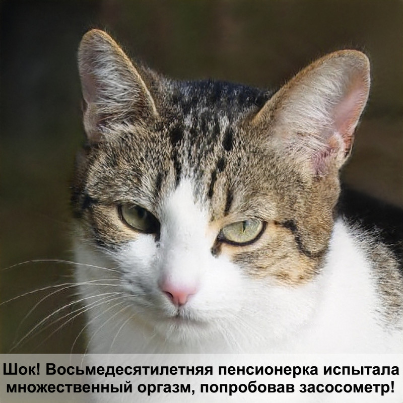 британская длинношерстная кошка фото