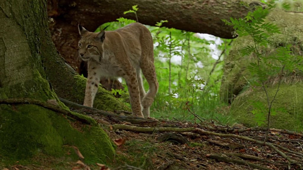 Linx polonais  Gif-de-noel-In-Pixio