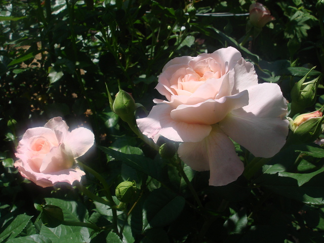 DSC00751