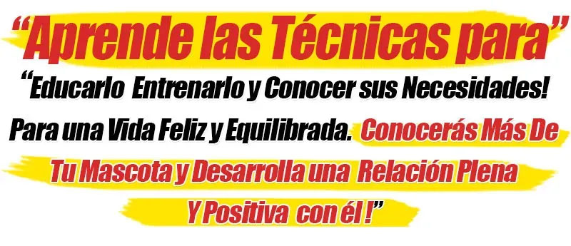 Curso Entrenamiento Canino Entrenamiento Canino Mascotas Perros 