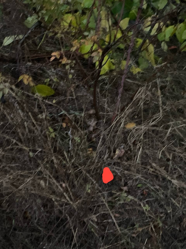 IMG_20251007_120338_749