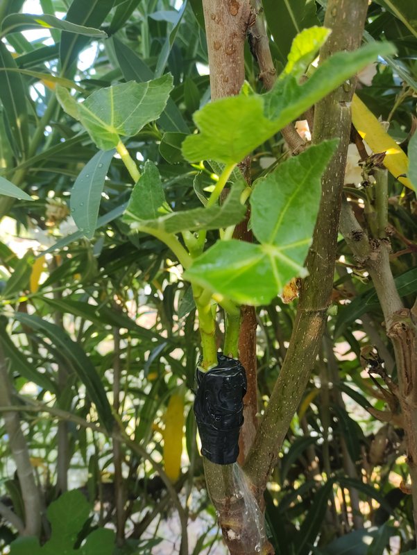 IMG_20230709_080931460