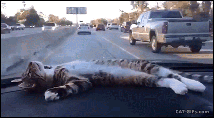 Amazing-Kitten-GIF-Amazing-kitty-sleeping-on-car-dashboard-He-is-so-tired.gif