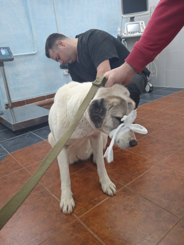 IMG-2338885318838a1cc8eaad8be4cc0577-V