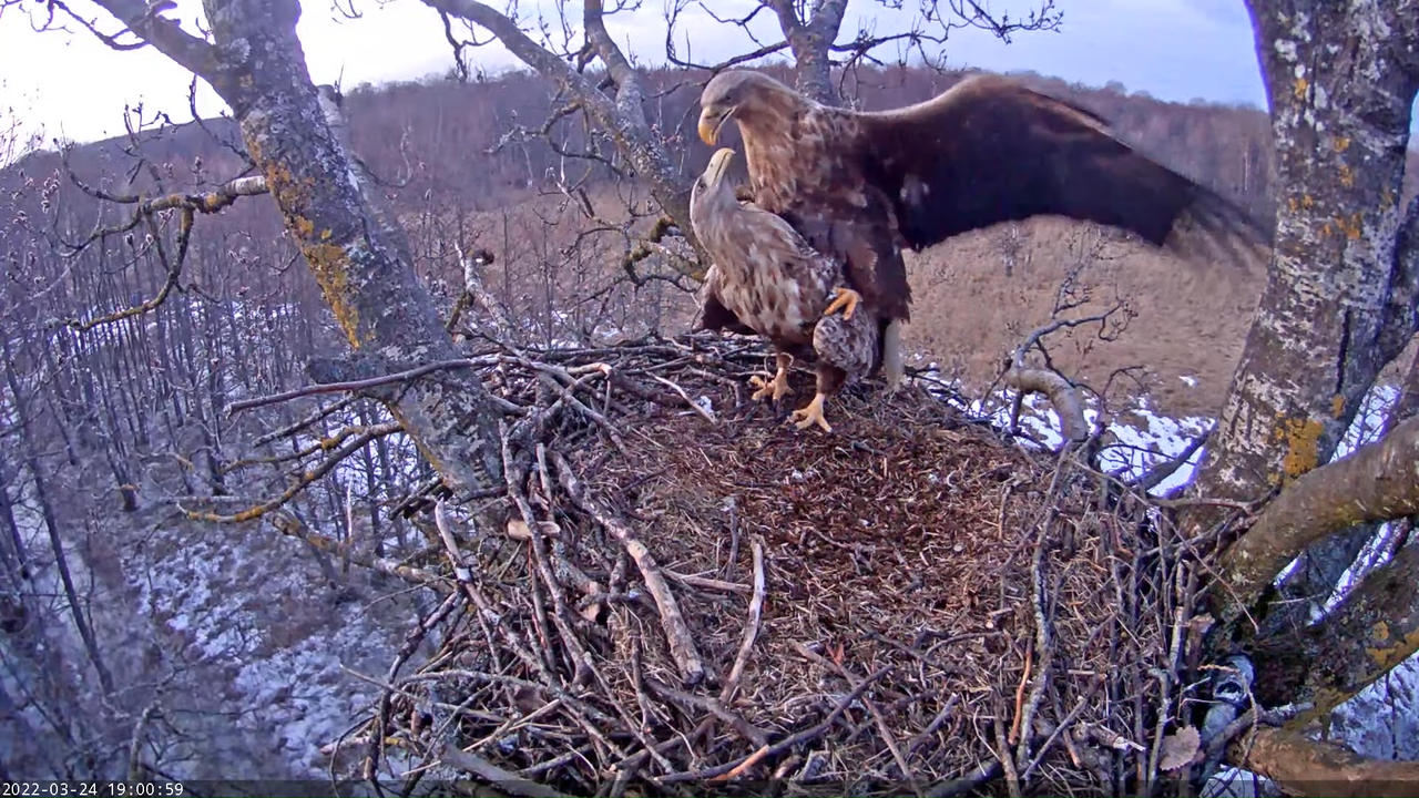 Merikotkas__Haliaeëtus albicilla 14-31-40 screenshot