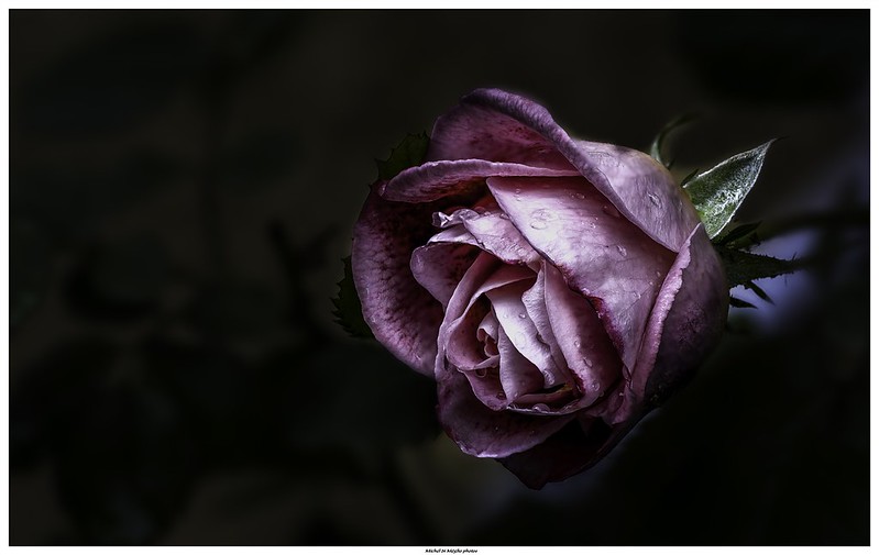 magenta-rose.jpg