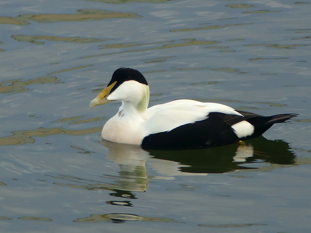 EIDER DUCK 2